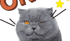 猫的次元吃瓜爆料,揭秘娱乐圈那些不为人知的秘密